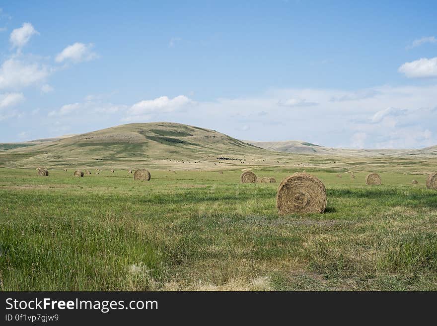 License: Public Domain Dedication &#x28;CC0&#x29; Source: Unsplash Learn more about Hay on Wikipedia. License: Public Domain Dedication &#x28;CC0&#x29; Source: Unsplash Learn more about Hay on Wikipedia.