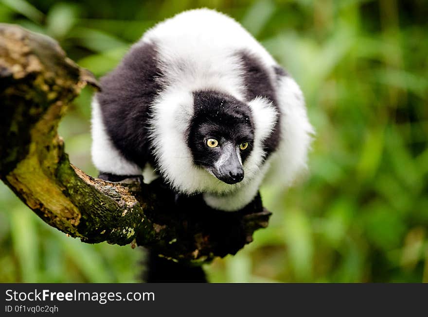 Black and white Ruffed Lemur