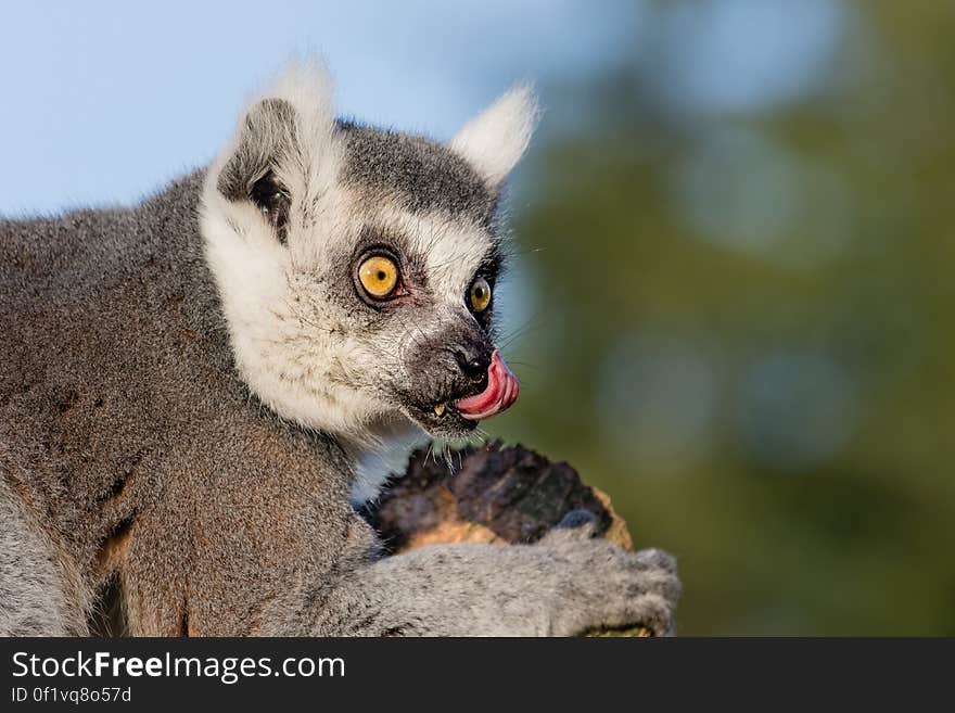 Ring-tailed lemur 2016-01-08-00705