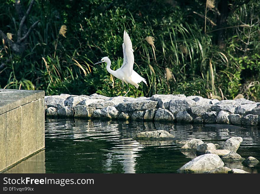 Little Egret OIST. Little Egret OIST