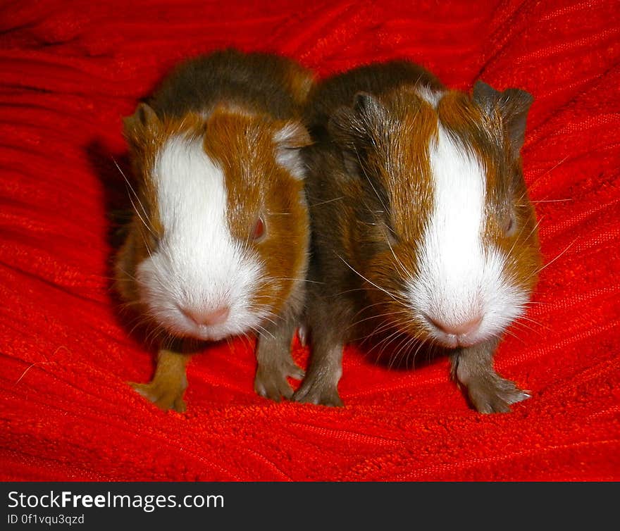 The baby piggies are doing great, their personalities are really starting to show! Twinkie &#x28;left&#x29; is curious, likes to explore and chats alot. Although he&#x27;s smaller than his sister, he&#x27;s more mature. He already eats hay and pellets! Pinky &#x28;right&#x29; is quite the little bossy lady. She will sit in our hands and just stare at us and wash her little face. And she bites! She nibbles on hay a little but she&#x27;s still more into drinking mama&#x27;s milk. The baby piggies are doing great, their personalities are really starting to show! Twinkie &#x28;left&#x29; is curious, likes to explore and chats alot. Although he&#x27;s smaller than his sister, he&#x27;s more mature. He already eats hay and pellets! Pinky &#x28;right&#x29; is quite the little bossy lady. She will sit in our hands and just stare at us and wash her little face. And she bites! She nibbles on hay a little but she&#x27;s still more into drinking mama&#x27;s milk.