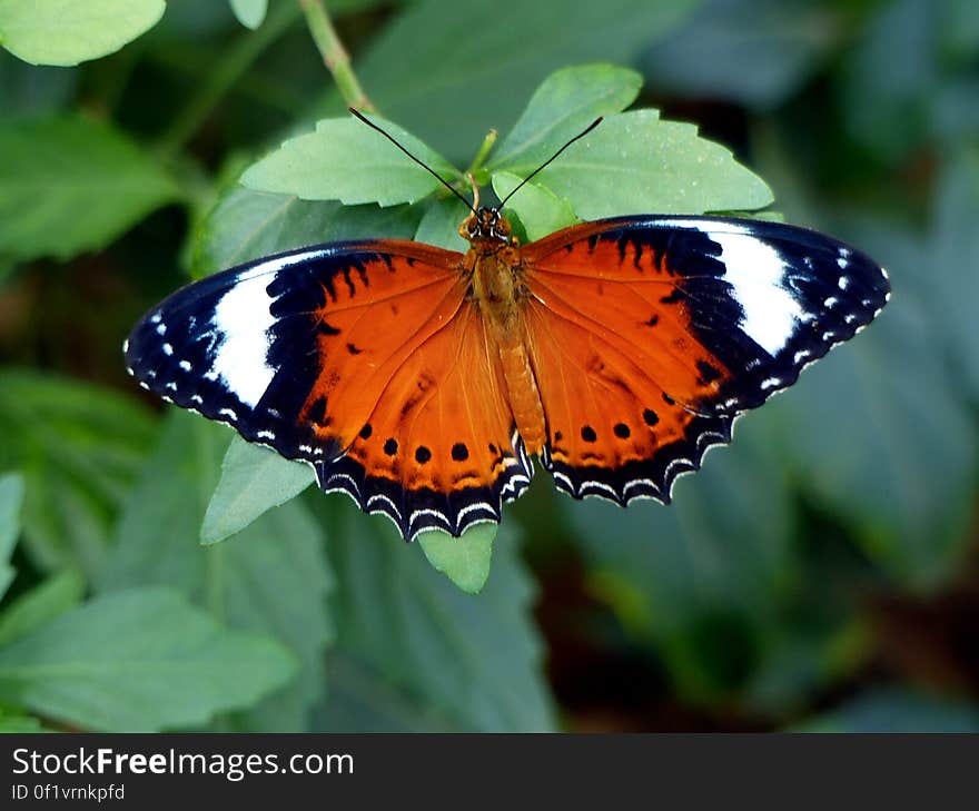 The Leopard Lacewing &#x28;Cethosia cyane&#x29; is a species of heliconiine butterfly found from India to southern China &#x28;southern Yunnan&#x29;, and Indochina. Its range has expanded in the last few decades, and its arrival in the southern part of the Malay Peninsula, including Singapore, is relatively recent.