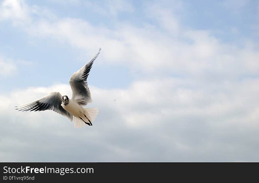 Perfect snapshot of portuguese seagull, no retouching neccessary!. Perfect snapshot of portuguese seagull, no retouching neccessary!