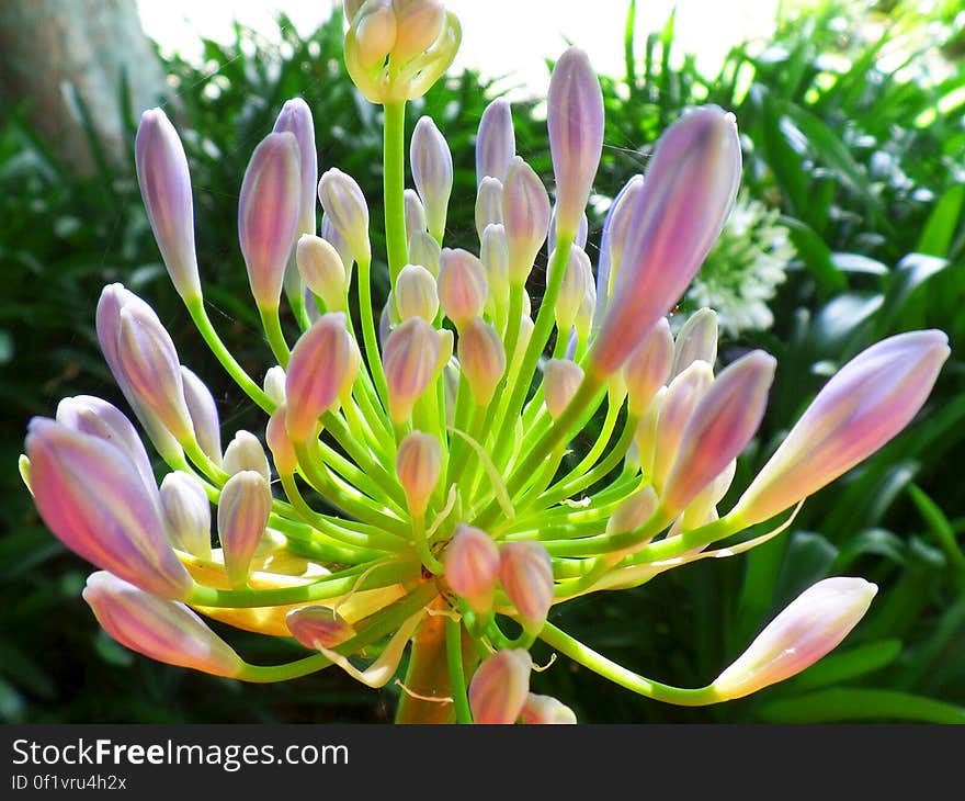 Purple agapanthus flowers in the shade. Purple agapanthus flowers in the shade