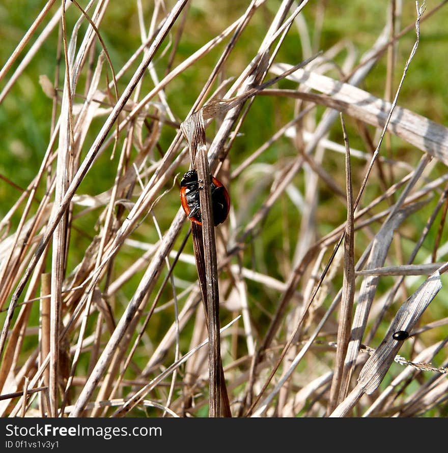 This one is for Justine &#x28;ChinchillaVilla&#x29;, who I know loves these wonderful little creatures dearly. ;&#x29; They were very intresting to watch!. This one is for Justine &#x28;ChinchillaVilla&#x29;, who I know loves these wonderful little creatures dearly. ;&#x29; They were very intresting to watch!