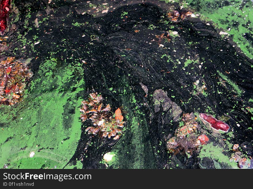 pond with algae