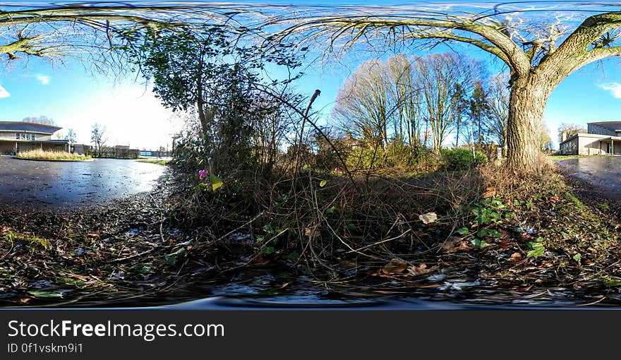 Rough ground covered with twigs and leaves and one (distorted) tree, beside a pond or small lake, background of blue sky and thin cloud. Rough ground covered with twigs and leaves and one (distorted) tree, beside a pond or small lake, background of blue sky and thin cloud.