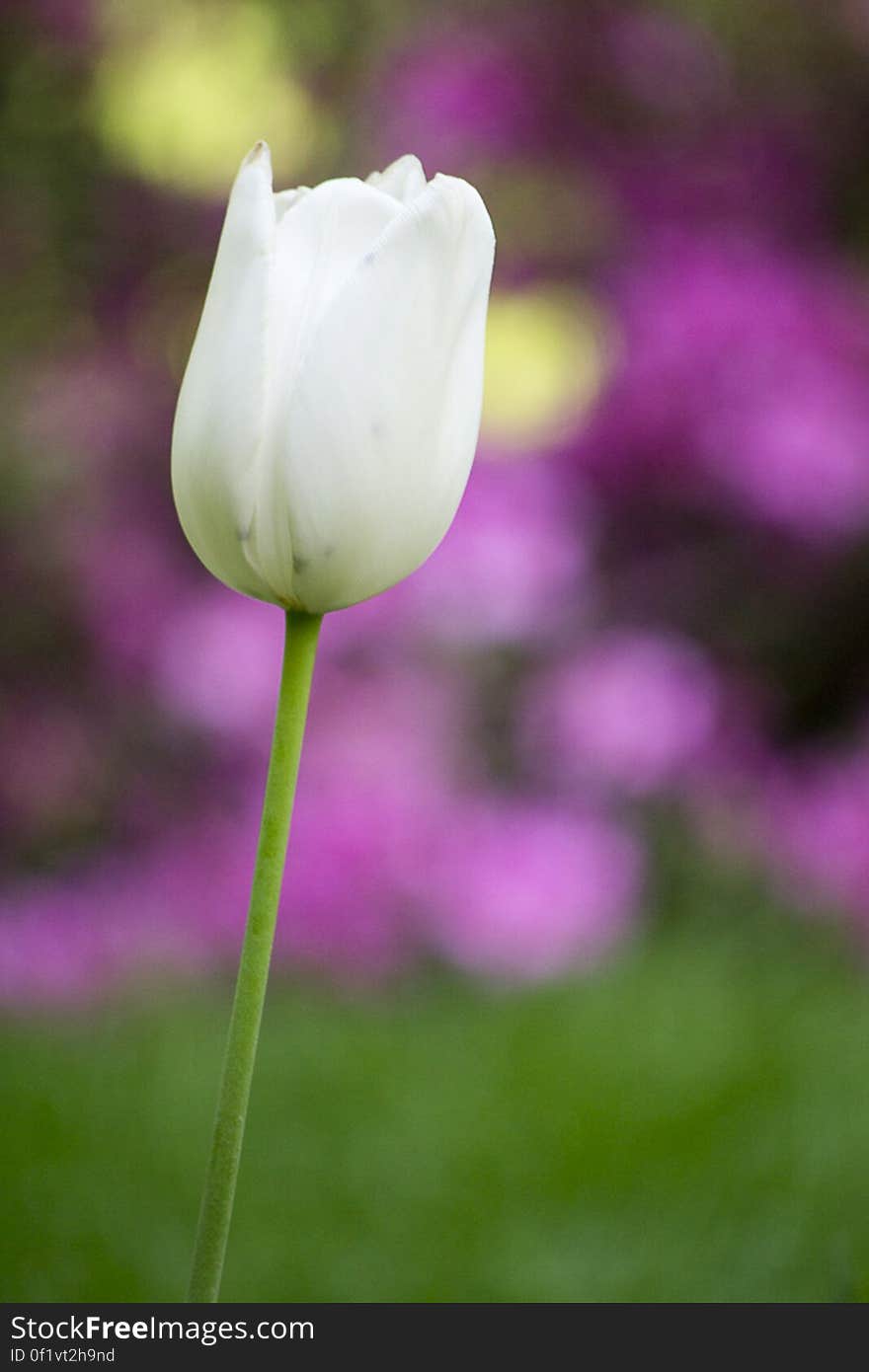 Found on www.picdrome.com/picture/Single_white_tulip_against_color... . Picture of a white tulip in a public garden. Yellow and pink flowers can guessed in the background. Found on www.picdrome.com/picture/Single_white_tulip_against_color... . Picture of a white tulip in a public garden. Yellow and pink flowers can guessed in the background.