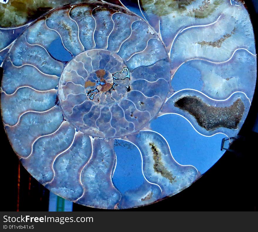 ammonite 3 &#x28;blue&#x29;