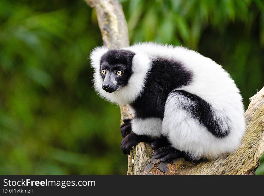 Black and white Ruffed Lemur