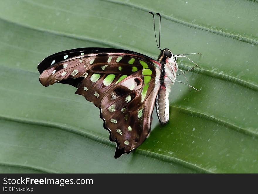 The tailed jay &#x28;Graphium agamemnon&#x29; is a predominantly green and black tropical butterfly that belongs to the swallowtail family. The butterfly is also called green-spotted triangle, tailed green jay, or the green triangle. It is a common, nonthreatened species native to India, Sri Lanka through Southeast Asia and Australia. The tailed jay &#x28;Graphium agamemnon&#x29; is a predominantly green and black tropical butterfly that belongs to the swallowtail family. The butterfly is also called green-spotted triangle, tailed green jay, or the green triangle. It is a common, nonthreatened species native to India, Sri Lanka through Southeast Asia and Australia.