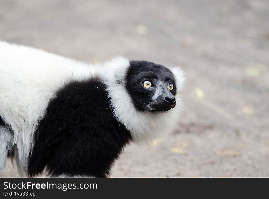 Black and white Ruffed Lemur