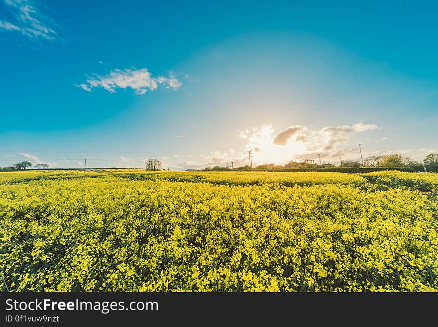 field-flowers-yellow-agriculture