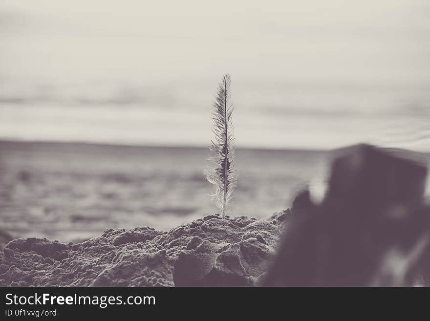 Black and white view of single white feather in vertical position on sandy beach. Black and white view of single white feather in vertical position on sandy beach.