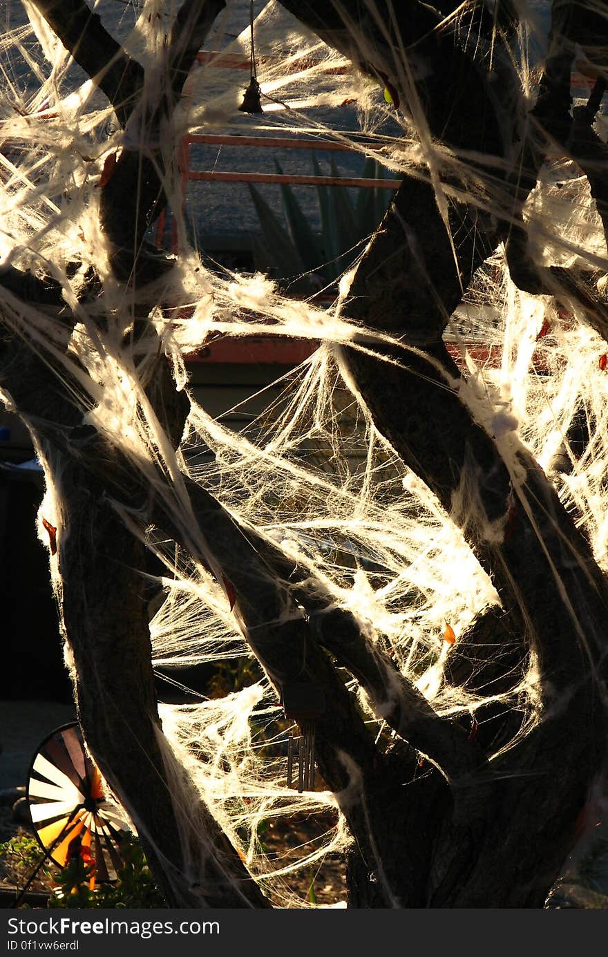 fake Halloween spiderwebs on tree