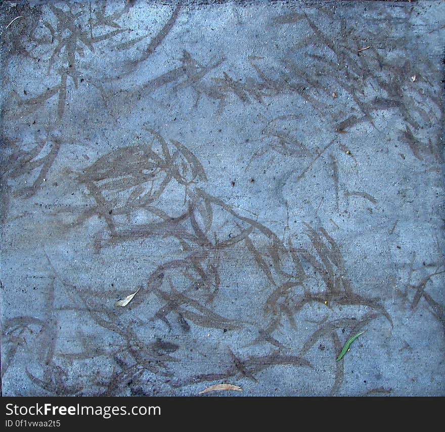 eucalyptus leaf sidewalk ghosts