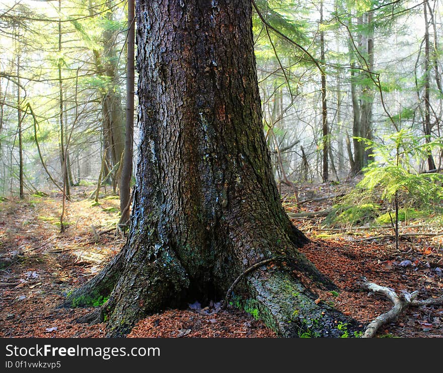 Trunk and exposed roots of a large &#x28;possibly old-growth&#x29; black spruce &#x28;Picea mariana&#x29;, Monroe County, within Gouldsboro State Park. In Pennsylvania, black spruce grows mostly in the glaciated Allegheny Plateau region of the state&#x27;s northern tier. High-elevation wetlands, such as those at Gouldsboro and Tobyhanna State Parks, form an ideal habitat. I&#x27;ve licensed this photo as CC0 for release into the public domain. You&#x27;re welcome to download the photo and use it without attribution. Trunk and exposed roots of a large &#x28;possibly old-growth&#x29; black spruce &#x28;Picea mariana&#x29;, Monroe County, within Gouldsboro State Park. In Pennsylvania, black spruce grows mostly in the glaciated Allegheny Plateau region of the state&#x27;s northern tier. High-elevation wetlands, such as those at Gouldsboro and Tobyhanna State Parks, form an ideal habitat. I&#x27;ve licensed this photo as CC0 for release into the public domain. You&#x27;re welcome to download the photo and use it without attribution.