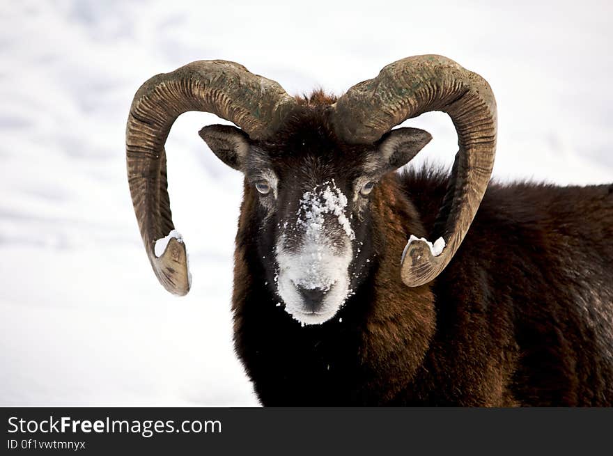 Face of mountain ram with snow in winter field.