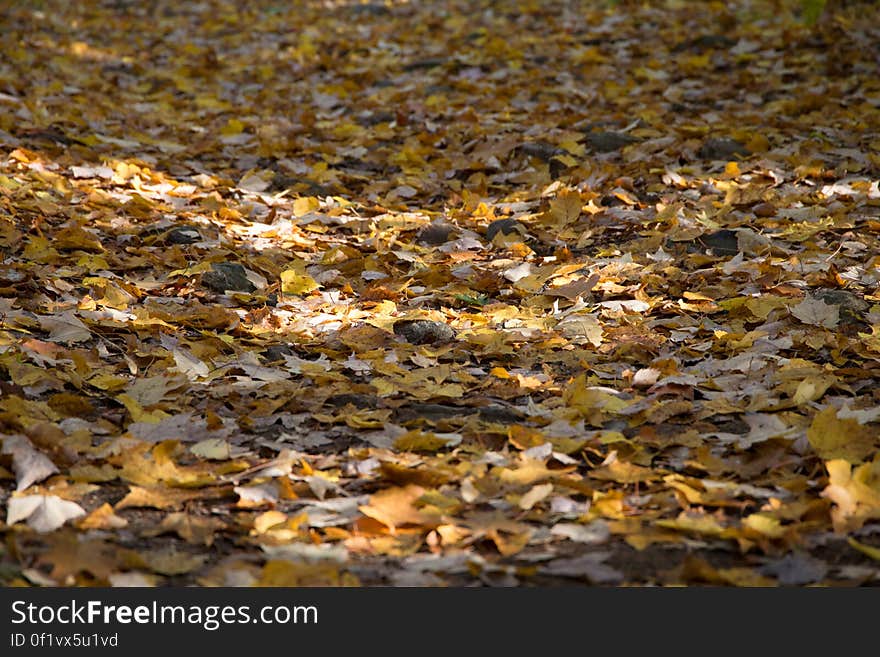 Fallen autumn leaves scattered on ground