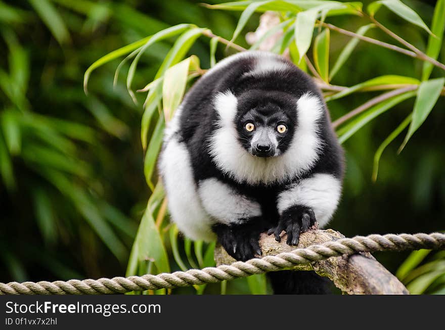 Black and white Ruffed Lemur