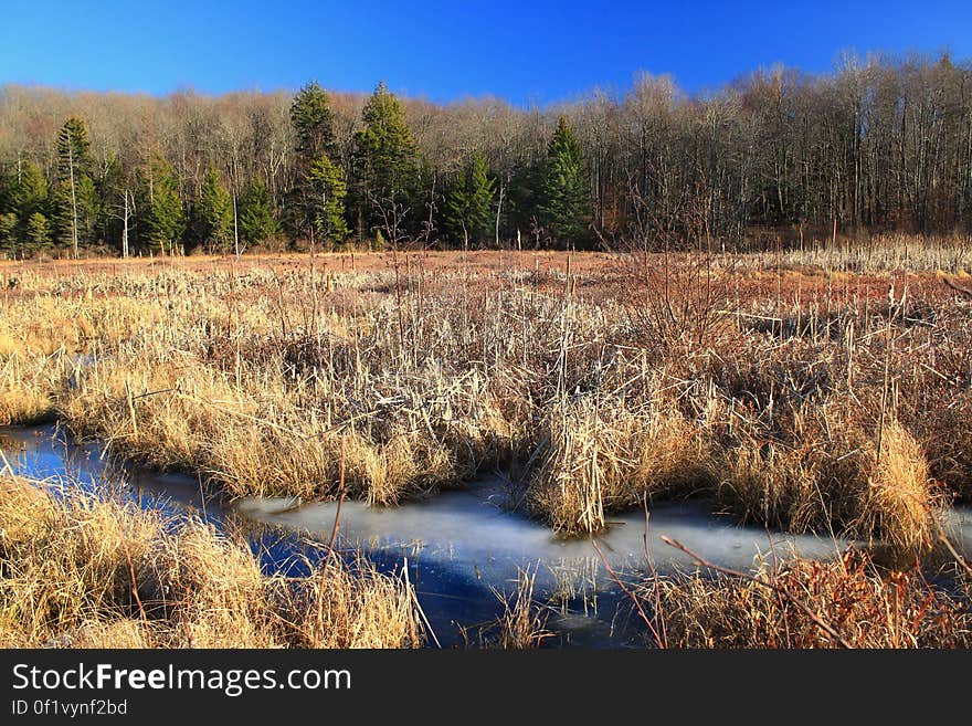 Wetland at the headwaters of Frame Cabin Run, Monroe County, within Gouldsboro State Park. I&#x27;ve licensed this photo as CC0 for release into the public domain. You&#x27;re welcome to download the photo and use it without attribution. Wetland at the headwaters of Frame Cabin Run, Monroe County, within Gouldsboro State Park. I&#x27;ve licensed this photo as CC0 for release into the public domain. You&#x27;re welcome to download the photo and use it without attribution.