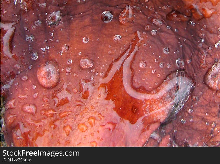 water drops on reddish surface