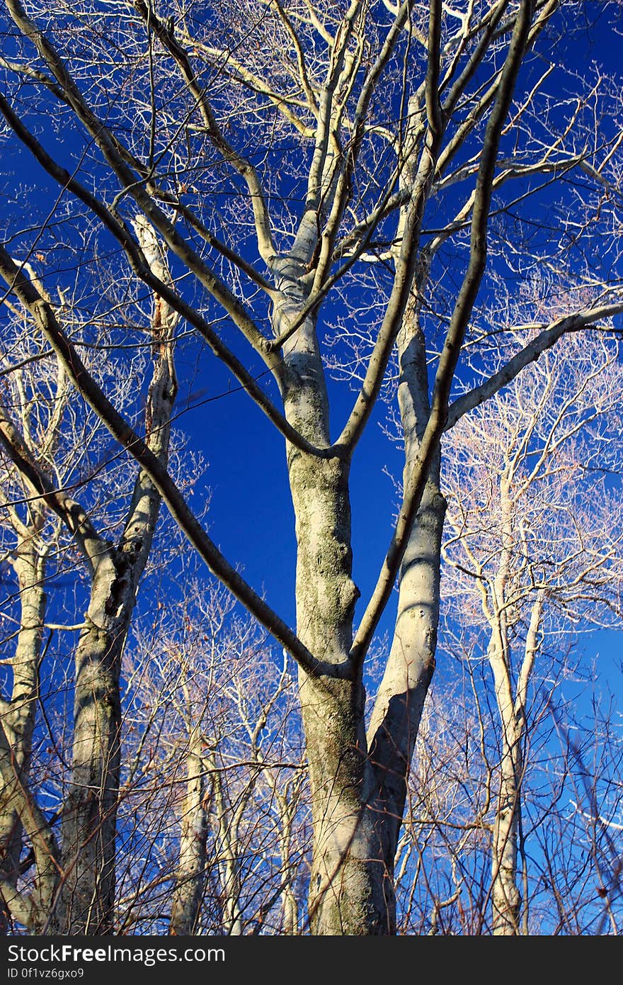 American beeches &#x28;Fagus grandifolia&#x29;, Lackawanna County, within State Game Land 312. I&#x27;ve licensed this photo as CC0 for release into the public domain. You&#x27;re welcome to download the photo and use it without attribution. American beeches &#x28;Fagus grandifolia&#x29;, Lackawanna County, within State Game Land 312. I&#x27;ve licensed this photo as CC0 for release into the public domain. You&#x27;re welcome to download the photo and use it without attribution.