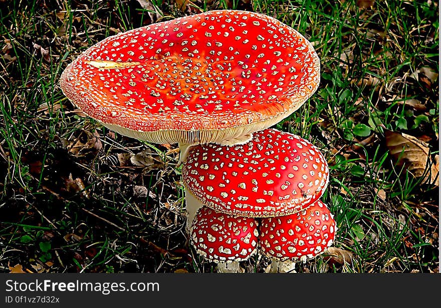 Amanita muscaria, commonly known as the fly agaric or fly amanita, is a poisonous and psychoactive basidiomycete fungus, one of many in the genus Amanita. Amanita muscaria, commonly known as the fly agaric or fly amanita, is a poisonous and psychoactive basidiomycete fungus, one of many in the genus Amanita.