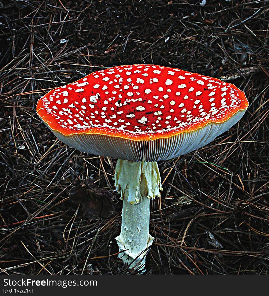 Amanita muscaria, commonly known as the fly agaric or fly amanita, is a poisonous and psychoactive basidiomycete fungus, one of many in the genus Amanita. Amanita muscaria, commonly known as the fly agaric or fly amanita, is a poisonous and psychoactive basidiomycete fungus, one of many in the genus Amanita.