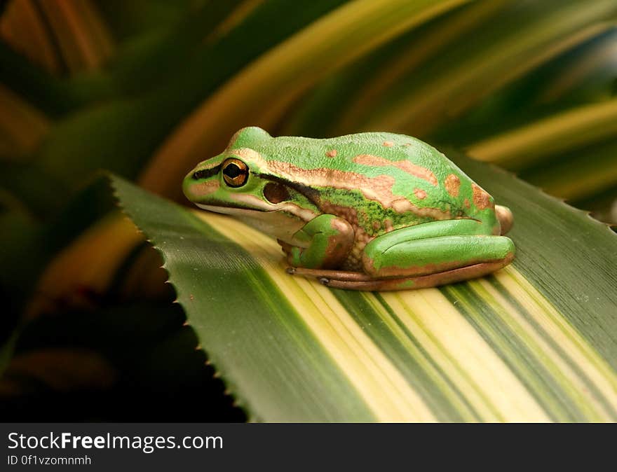 The Green and Golden Bell Frog, Litoria aurea, is a magnificent looking frog and can often be mistaken for a garden ornament! In the late 1860s several consignments of these frogs were received from Sydney and released by the Auckland Acclimisation Society. There have been several attempts to establish populations of this species in the South Island, but it appears that the climatic conditions are not favourable and the species is restricted to the upper half of the North Island &#x28;north of Gisborne&#x29;. They occur around the same ponds as the Southern Bell Frog and may interbreed