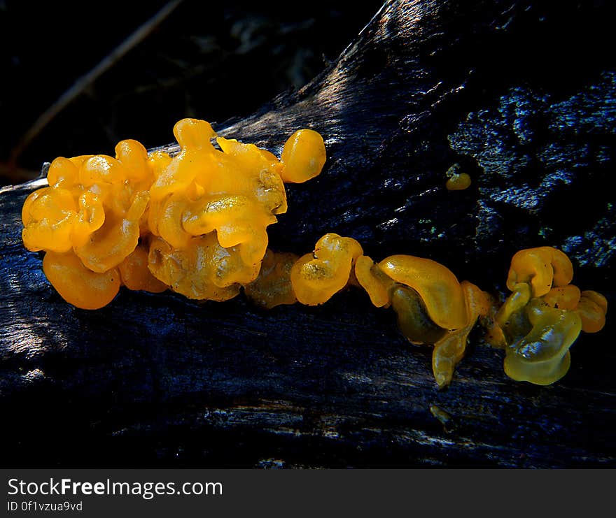 Jelly fungi are a paraphyletic group of several heterobasidiomycete fungal orders from different classes of the subphylum Agaricomycotina: Tremellales, Dacrymycetales, Auriculariales and Sebacinales. Jelly fungi are a paraphyletic group of several heterobasidiomycete fungal orders from different classes of the subphylum Agaricomycotina: Tremellales, Dacrymycetales, Auriculariales and Sebacinales