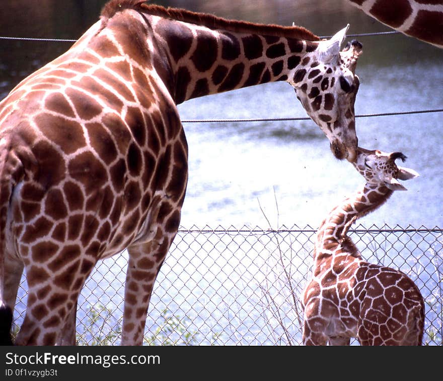 giraffe kiss