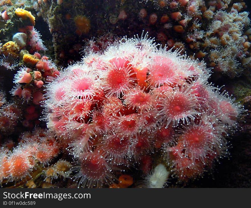 Corals, sea anemones and jellyfish all belong to the same large group of animals â€“ cnidarians. The name comes from the Greek â€˜knideâ€™, meaning nettle â€“ they carry a sharp sting in their tentacles. Corals, sea anemones and jellyfish all belong to the same large group of animals â€“ cnidarians. The name comes from the Greek â€˜knideâ€™, meaning nettle â€“ they carry a sharp sting in their tentacles