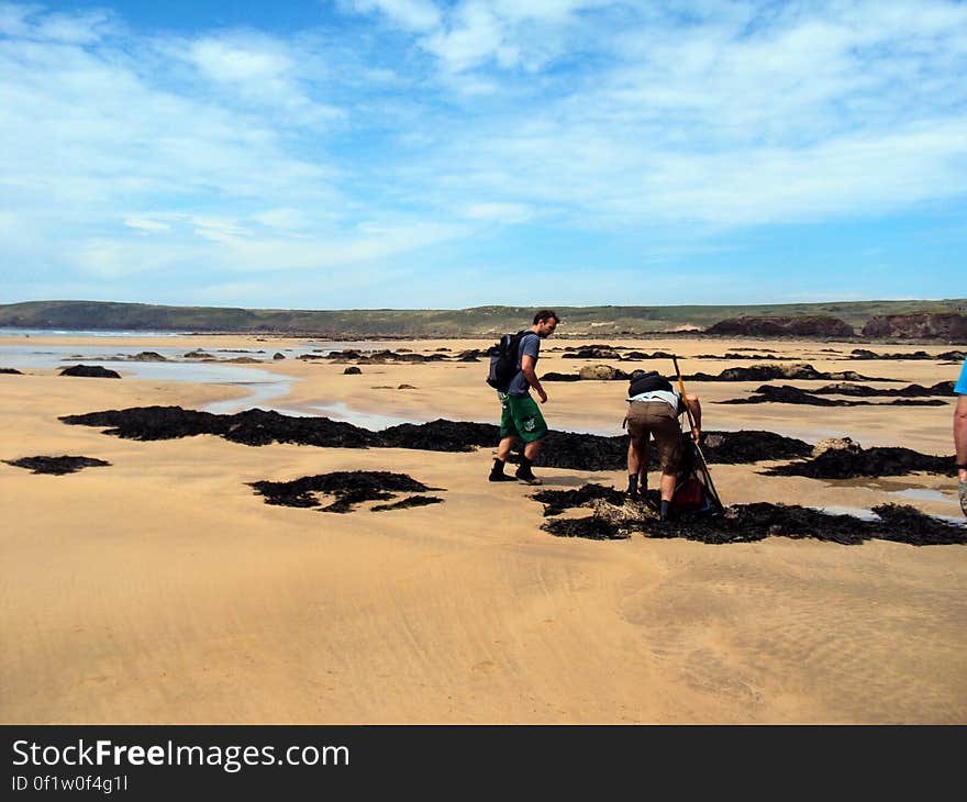 Beach Picnic & Forage, Pembs Fish Week Event