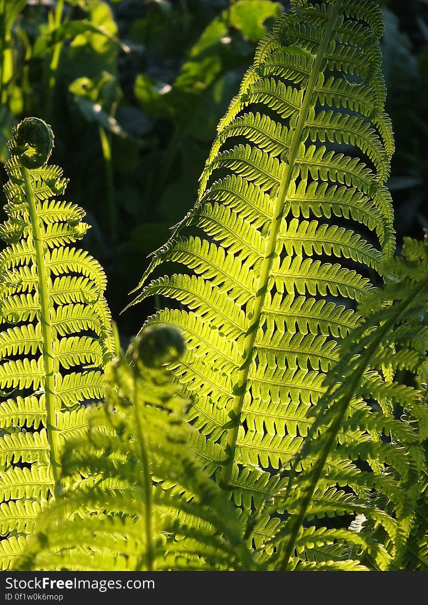 Close up of green fern leaves in sunny garden. Close up of green fern leaves in sunny garden.