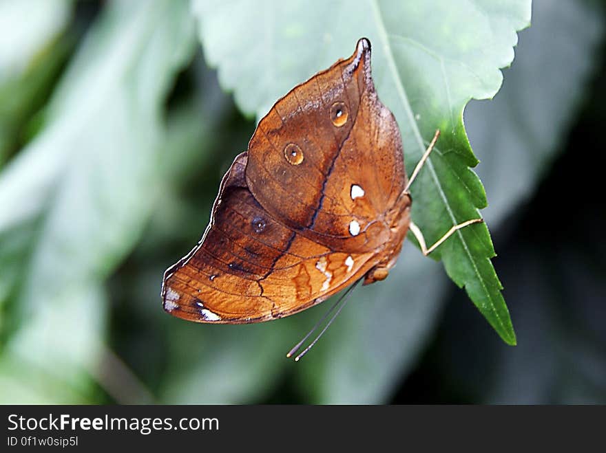 Doleschallia bisaltide, commonly known as the Autumn Leaf, is a nymphalid butterfly found in India, also found in Australia where they are known as Leafwing. Doleschallia bisaltide, commonly known as the Autumn Leaf, is a nymphalid butterfly found in India, also found in Australia where they are known as Leafwing.