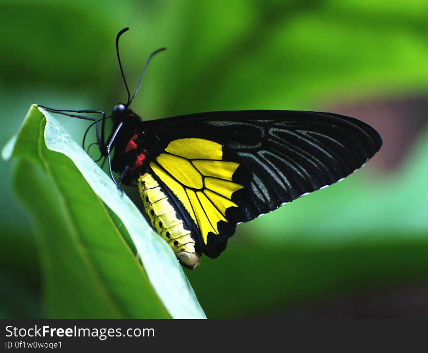 Cairns Birdwing