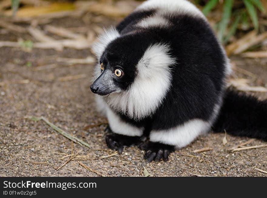 Black and white Ruffed Lemur