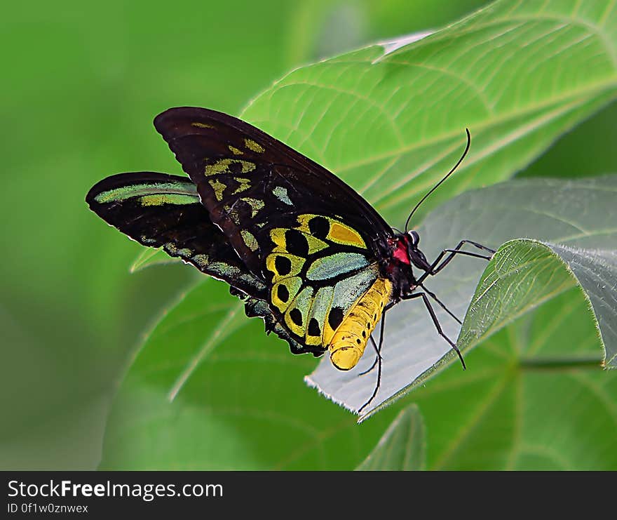 The Cairns Birdwing &#x28;Ornithoptera euphorion&#x29; is a species of birdwing butterfly endemic to northeastern Australia, and is Australia&#x27;s largest endemic butterfly species. The Cairns Birdwing &#x28;Ornithoptera euphorion&#x29; is a species of birdwing butterfly endemic to northeastern Australia, and is Australia&#x27;s largest endemic butterfly species.