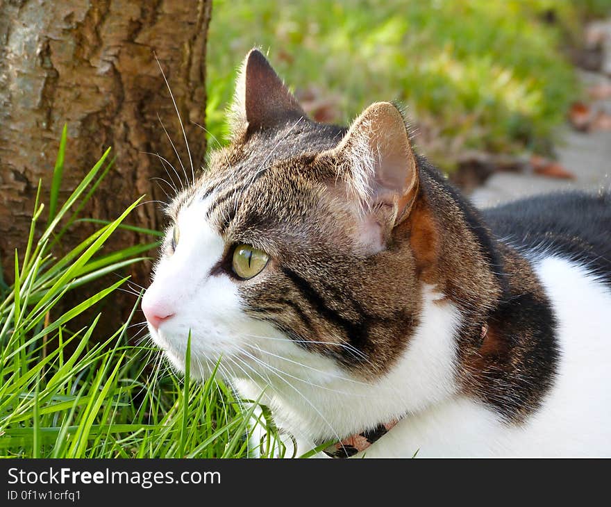 Outdoor portrait of domestic short haired cat sitting in green grass. Outdoor portrait of domestic short haired cat sitting in green grass.