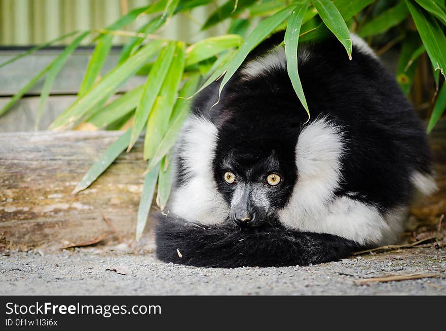 Black and white Ruffed Lemur