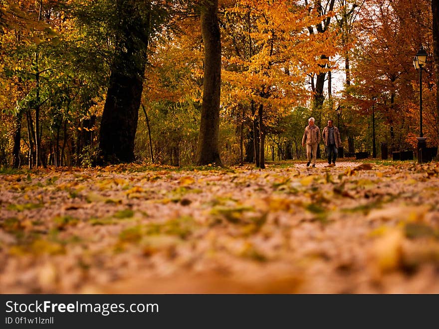 View of Trees in Forest during Autumn