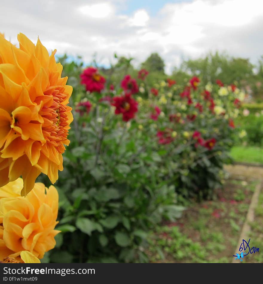 Dahlias