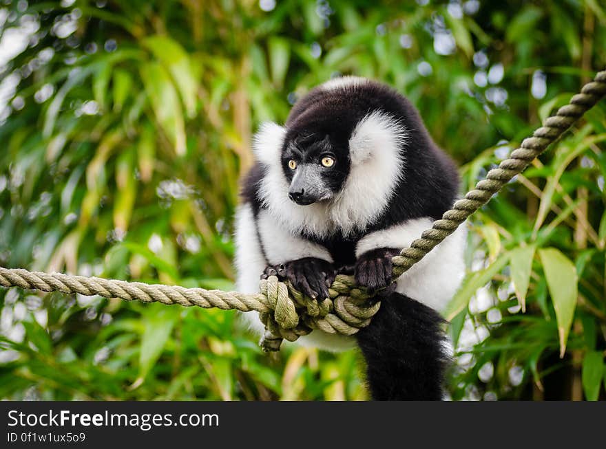 Black and white Ruffed Lemur