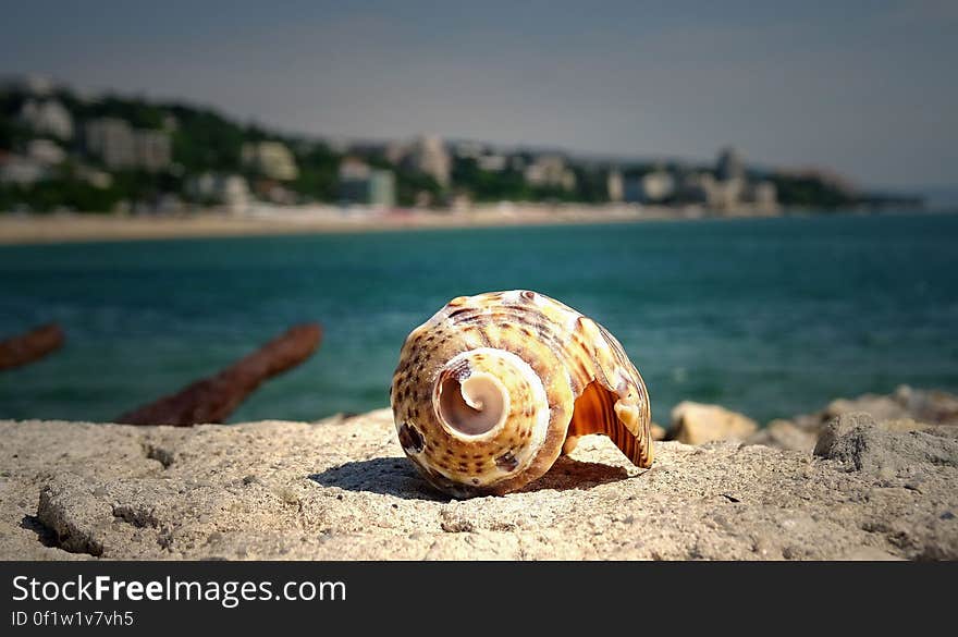 Brown Shell on Stone Near in Sea