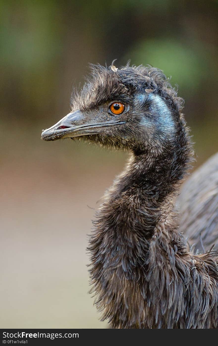 Emu