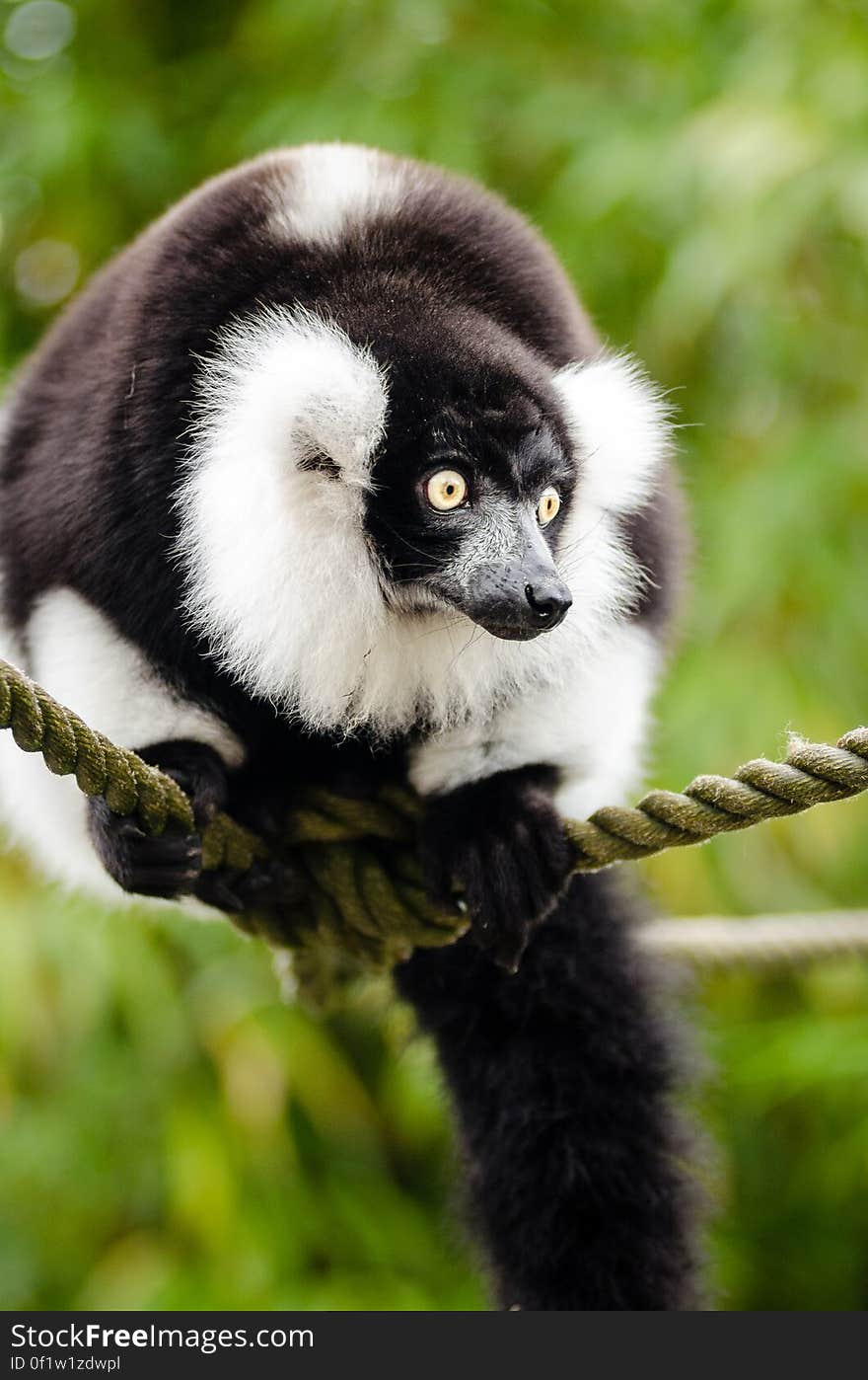 Black and white Ruffed Lemur