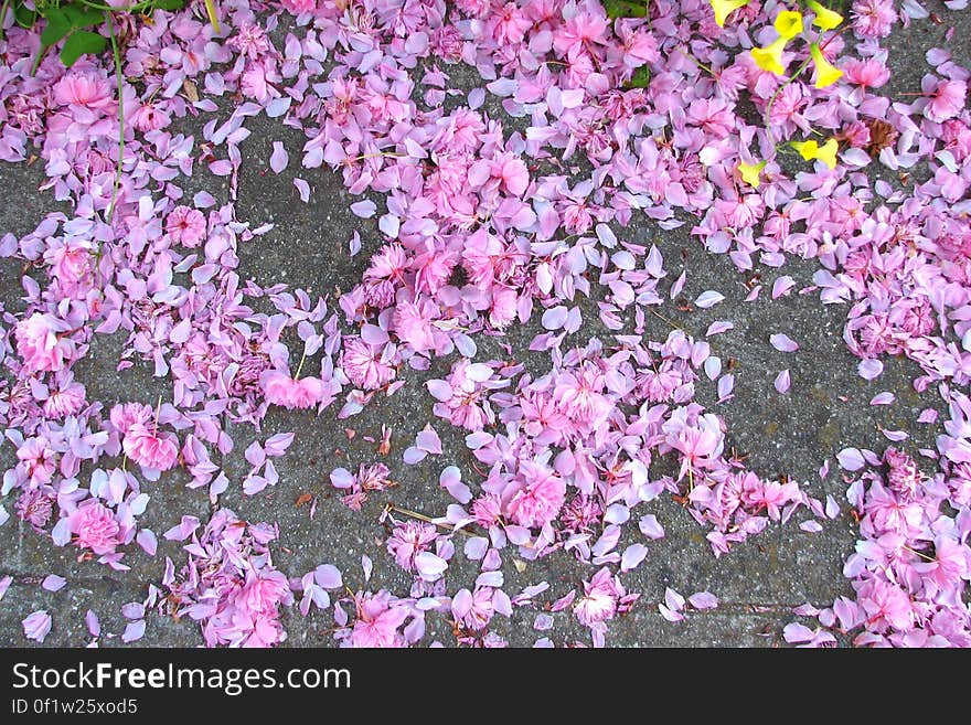 fruit tree blossoms &#x28;pink snow&#x29;