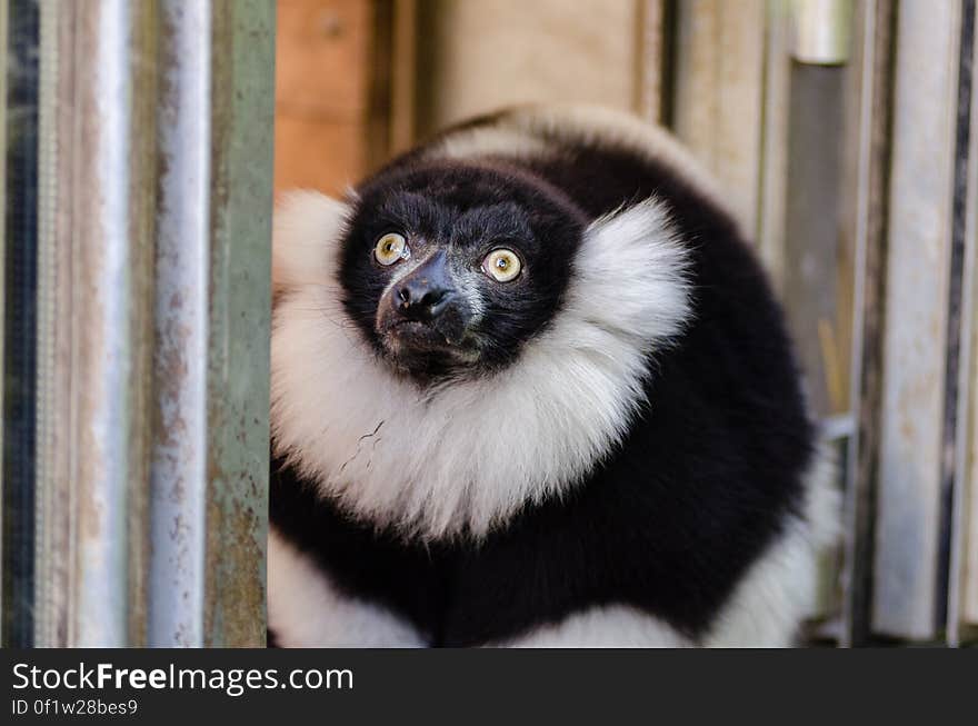 Black and white Ruffed Lemur