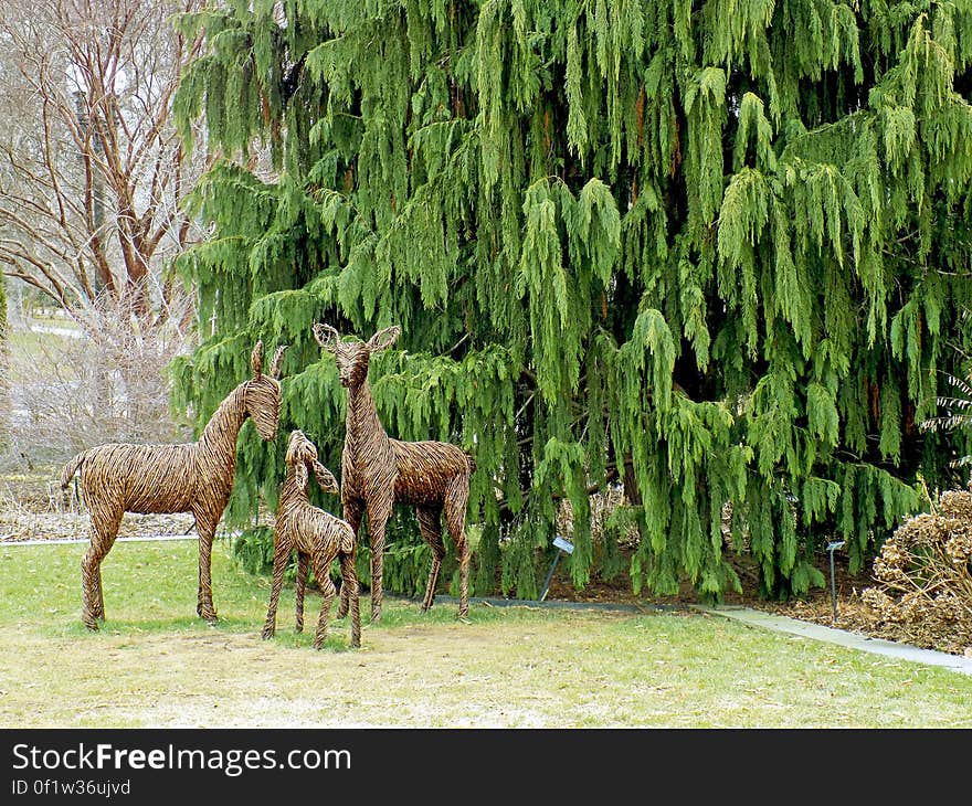 Deer Family